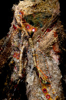 Coat1msiegeldetail_767